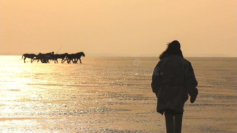 Silhouetpaarden op het strand tijdens zonsondergang royalty-vrije stock foto's Silhouetpaarden op het strand tijdens zonsondergang royalty-vrije stock foto's