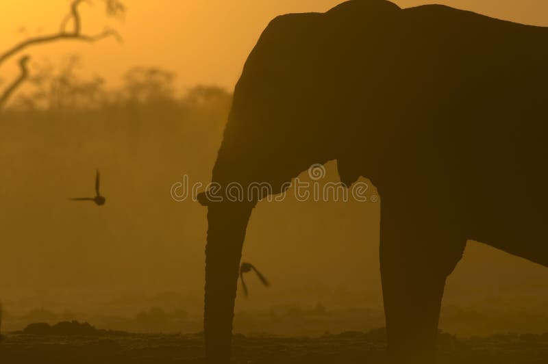 Silhouette of African Elephant royalty free stock image