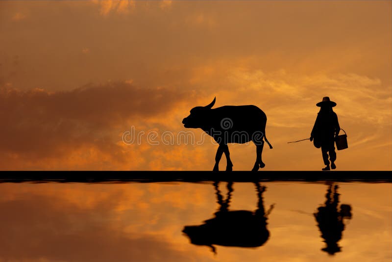 Silhouette Asian farmer raising buffalo at farm stock photo Silhouette Asian farmer raising buffalo at farm stock photo