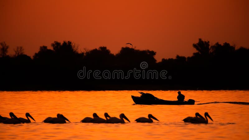 Silhouette av pelikan och fiskare i solnedgången Donaudeltat Rumänska vildfågel royaltyfria foton Silhouette av pelikan och fiskare i solnedgången Donaudeltat Rumänska vildfågel royaltyfria foton
