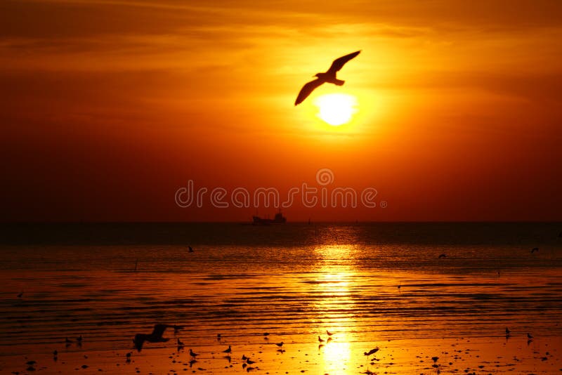 Silhouette av seagullen som flyger över hav på solnedgången arkivfoto Silhouette av seagullen som flyger över hav på solnedgången arkivfoto