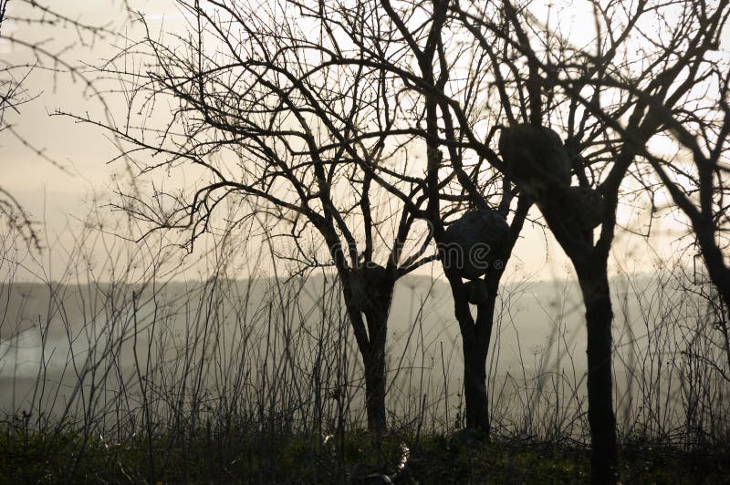 Silhouette Of Bare Trees At The Sunrise