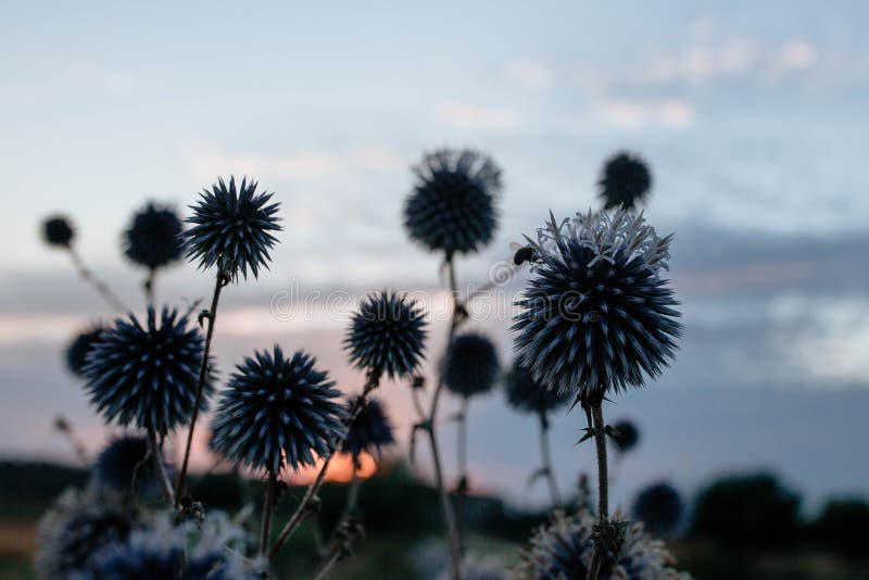 Silhouette of a bee that pollinates a spiny bluehead flower at sunset. The concept of wildlife and beekeeping. High quality photo