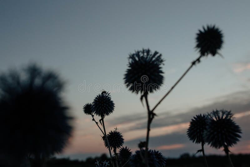Silhouette of a bee that pollinates a spiny bluehead flower at sunset. The concept of wildlife and beekeeping. High quality photo