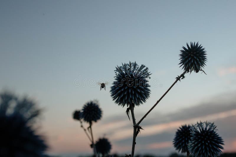 Silhouette of a bee that pollinates a spiny bluehead flower at sunset. The concept of wildlife and beekeeping. High quality photo