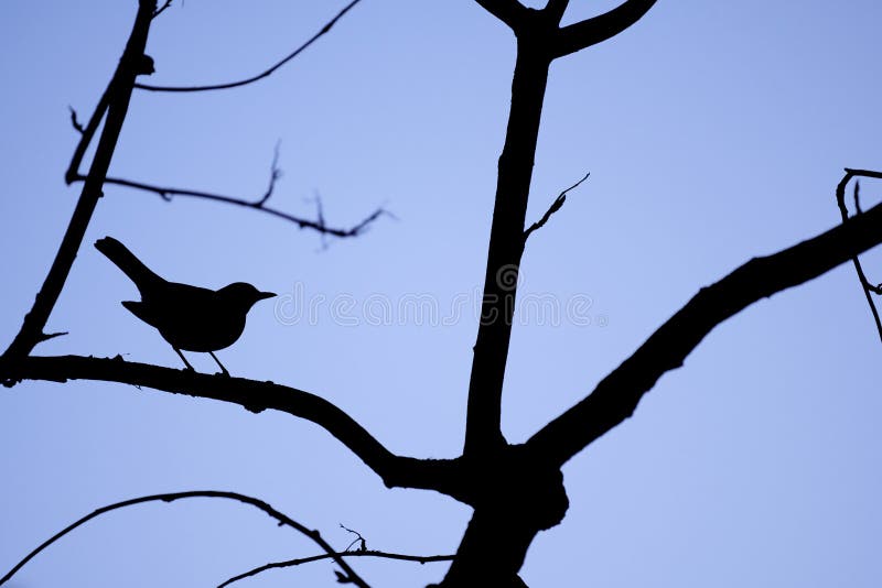 Silhouette of a Blackbird Turdus merula