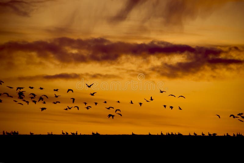 Silhouette brids migrating