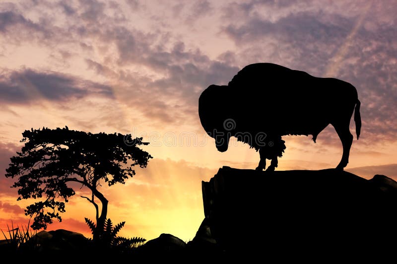 Silhouette of the buffalo stock photography Silhouette of the buffalo stock photography