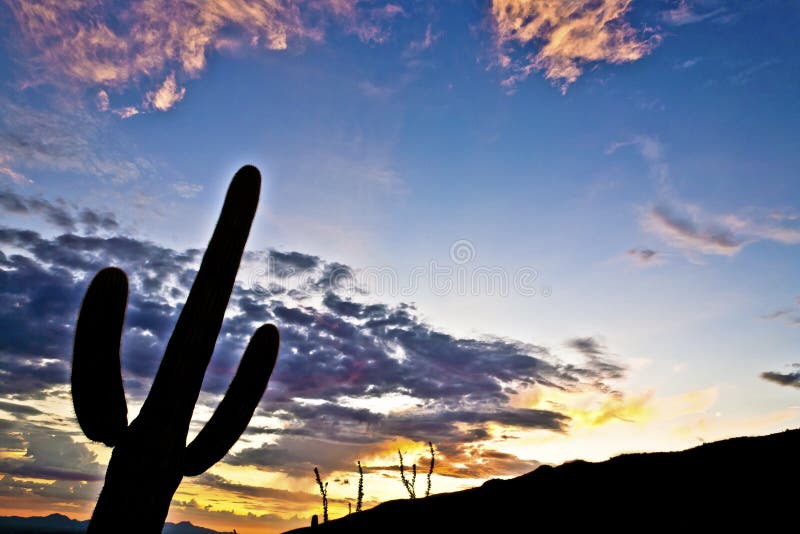 Silhouette of cactus in Desert sunset lit sky stock images