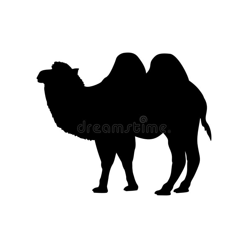 Animal of wildlife (camel) stock vector. Illustration of nature - 50727858