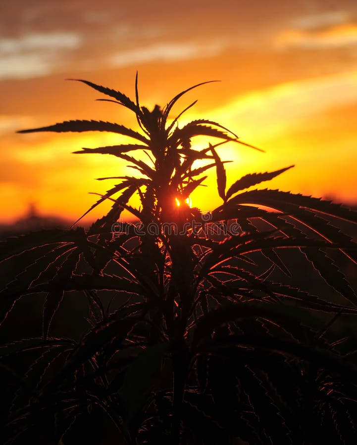 Silhouette of cannabis plant at sunrise stock photos Silhouette of cannabis plant at sunrise stock photos