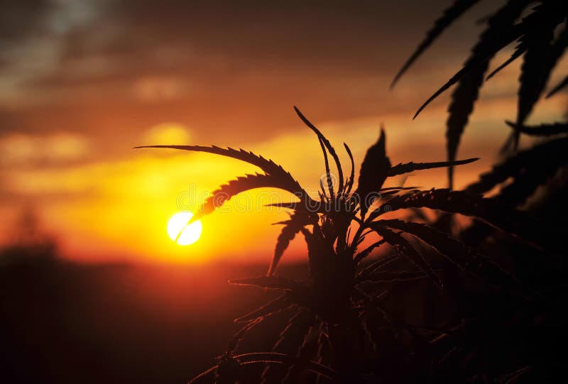 Silhouette of cannabis plant at sunrise royalty free stock images Silhouette of cannabis plant at sunrise royalty free stock images