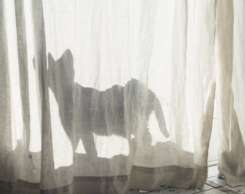 Silhouette of cat behind white curtain.