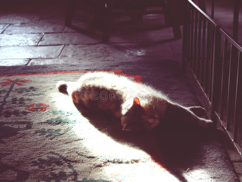 Silhouette Cat