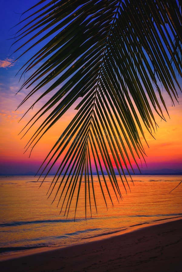 Silhouette coconut palm trees on beach at sunset.