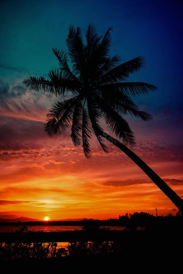 Silhouette Coconut Palm Trees On Beach At Sunset Stock Image Image