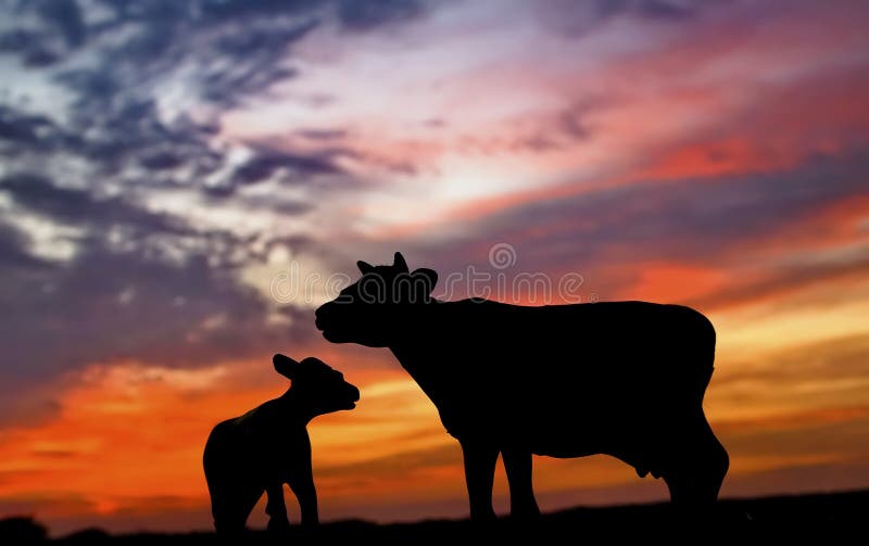 Silhouette of Cow and Calf