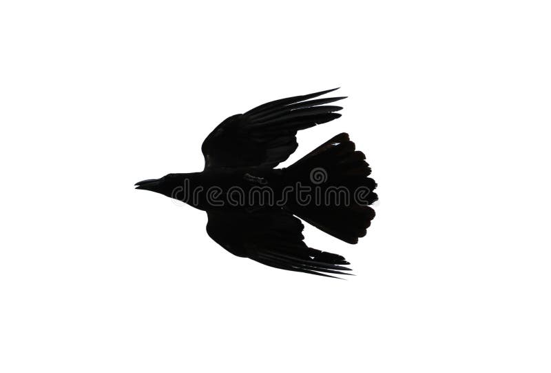 Painted Flying Raven Bird on a White Background Stock Image - Image of ...