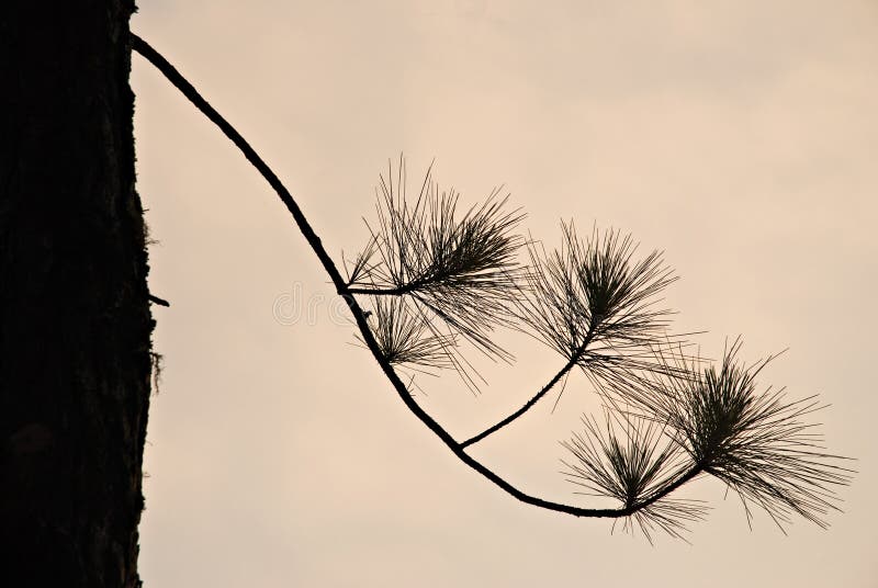 Silhouette d'arbre de pin image libre de droits Silhouette d'arbre de pin image libre de droits