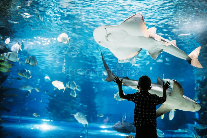 Silhouette d'un garçon regardant les poissons dans l'aquarium photos stock Silhouette d'un garçon regardant les poissons dans l'aquarium photos stock