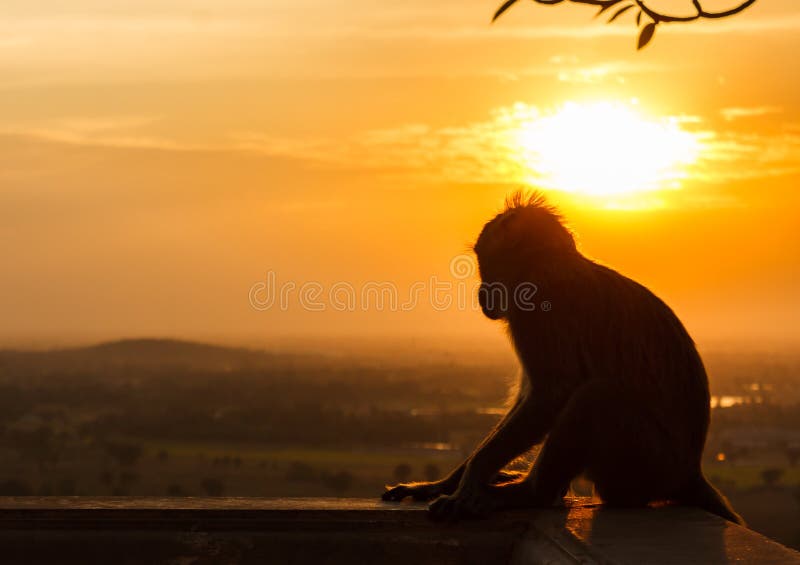 Silhouette d'un singe dans le coucher du soleil