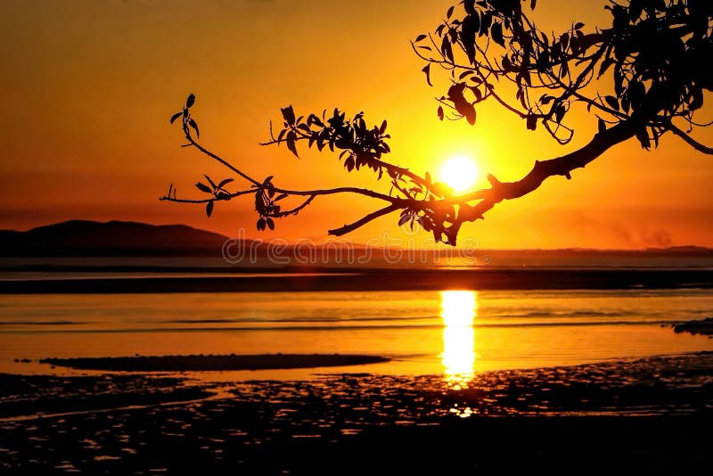 Silhouette of a tree branch at the edge of the water on a warm Summers night in north eastern Australia. The sunsets at this town are the same most nights. Vivid and colourful. Silhouette of a tree branch at the edge of the water on a warm Summers night in north eastern Australia. The sunsets at this town are the same most nights. Vivid and colourful.