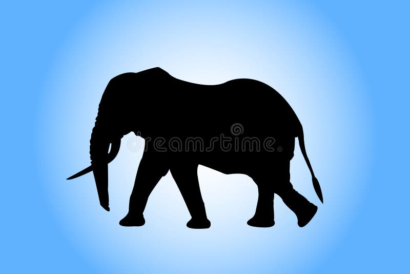 Picture of elephant. Picture of elephant