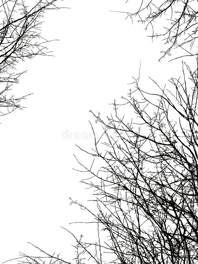 Silhouette de branche d'arbre