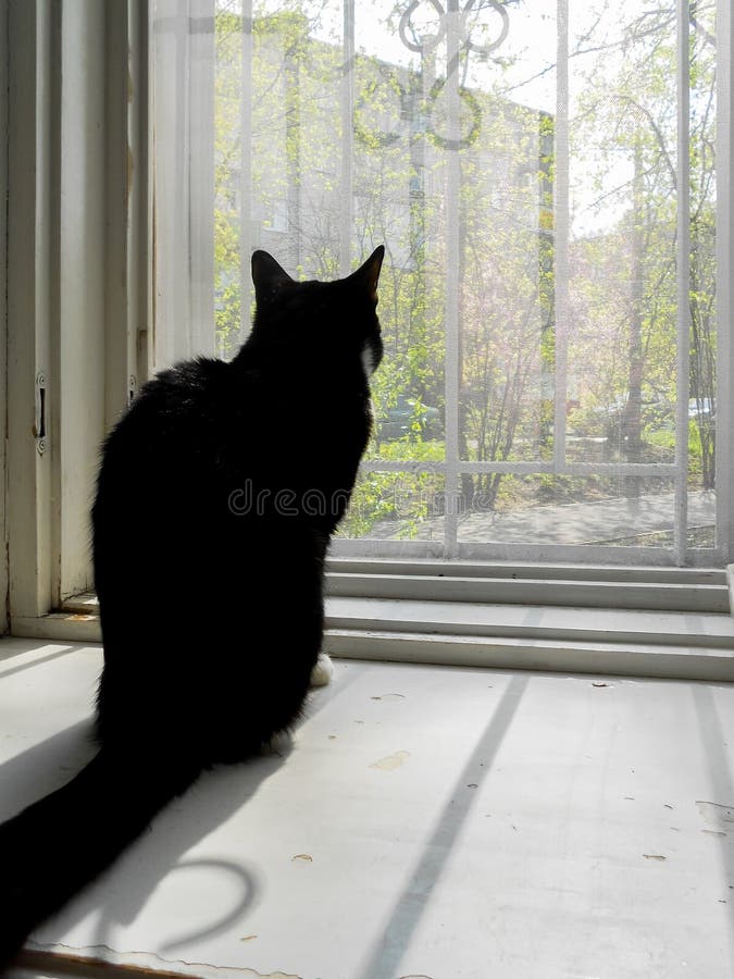 Silhouette de chat noir posée par la fenêtre ouverte au printemps photo libre de droits Silhouette de chat noir posée par la fenêtre ouverte au printemps photo libre de droits