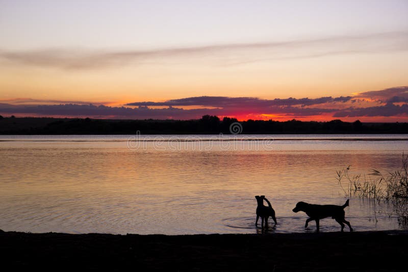 Silhouette de chien au lac de coucher du soleil image libre de droits Silhouette de chien au lac de coucher du soleil image libre de droits