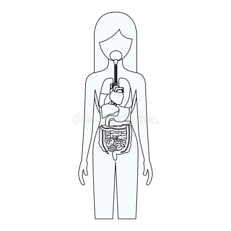 Silhouette de croquis de personne féminine avec le système d'organes internes du corps humain illustration de vecteur Silhouette de croquis de personne féminine avec le système d'organes internes du corps humain illustration de vecteur