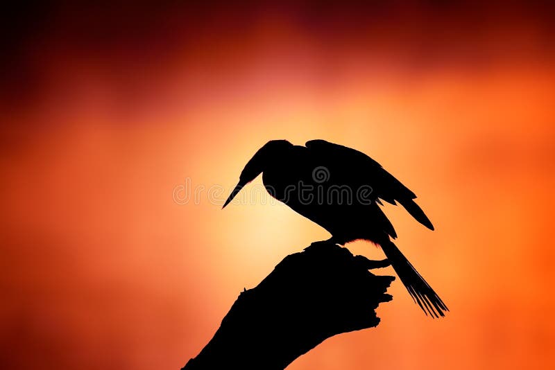 Silhouette de Darter avec le lever de soleil brumeux images libres de droits Silhouette de Darter avec le lever de soleil brumeux images libres de droits