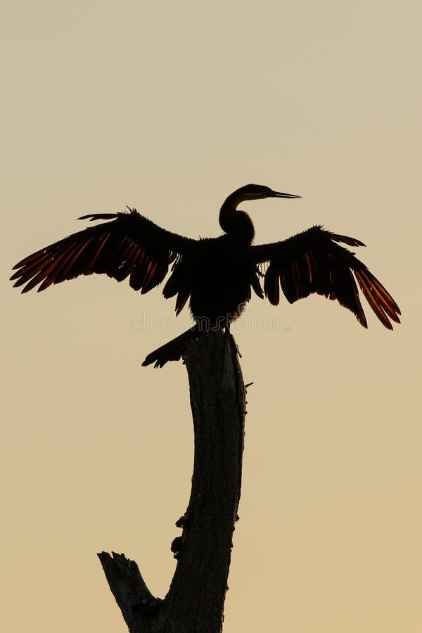 Silhouette de Darter, Kenya, Afrique image libre de droits Silhouette de Darter, Kenya, Afrique image libre de droits