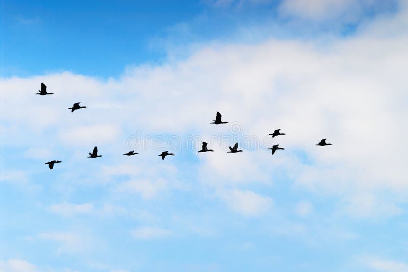 Silhouette de groupe de carbo de Phalacrocorax de cormorans volant haut dans une formation de V contre le ciel nuageux Concept de