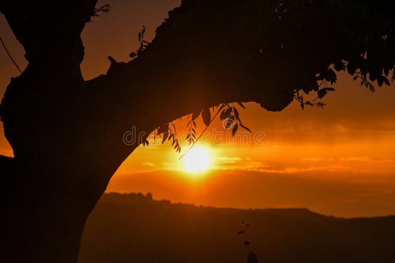 Silhouette de l'arbre au coucher du soleil image stock