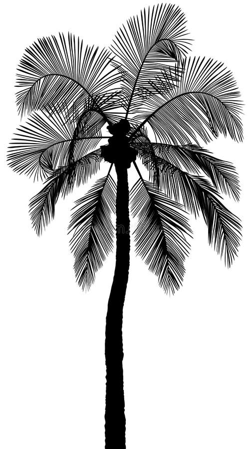 Silhouette de palmier