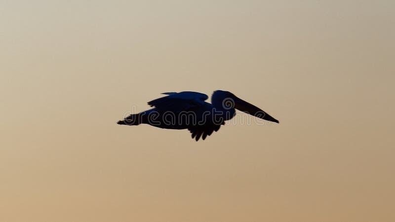 Silhouette de pélican contre le ciel de coucher du soleil photo libre de droits Silhouette de pélican contre le ciel de coucher du soleil photo libre de droits