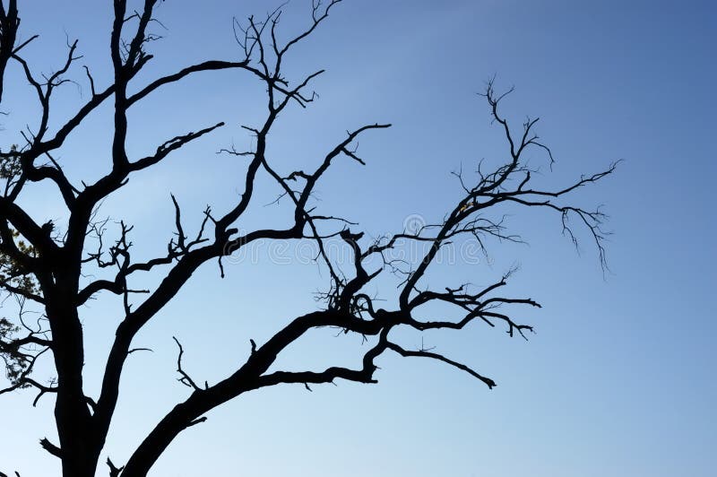 Silhouette Of A Dead Tree Against A Blue Sky Stock Photo ...