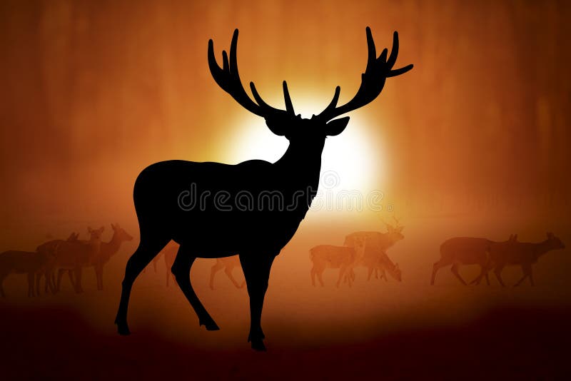 Whitetail Deer Buck Sunset Stock Illustrations – 18 Whitetail Deer Buck  Sunset Stock Illustrations, Vectors & Clipart - Dreamstime