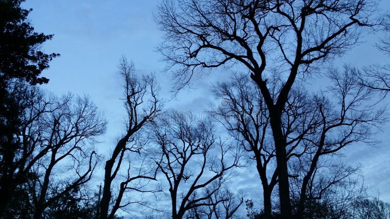 Silhouette des arbres sans feuilles grands contre un ciel nuageux bleu de fin de soirée - dramatique et beau photographie stock libre de droits Silhouette des arbres sans feuilles grands contre un ciel nuageux bleu de fin de soirée - dramatique et beau photographie stock libre de droits
