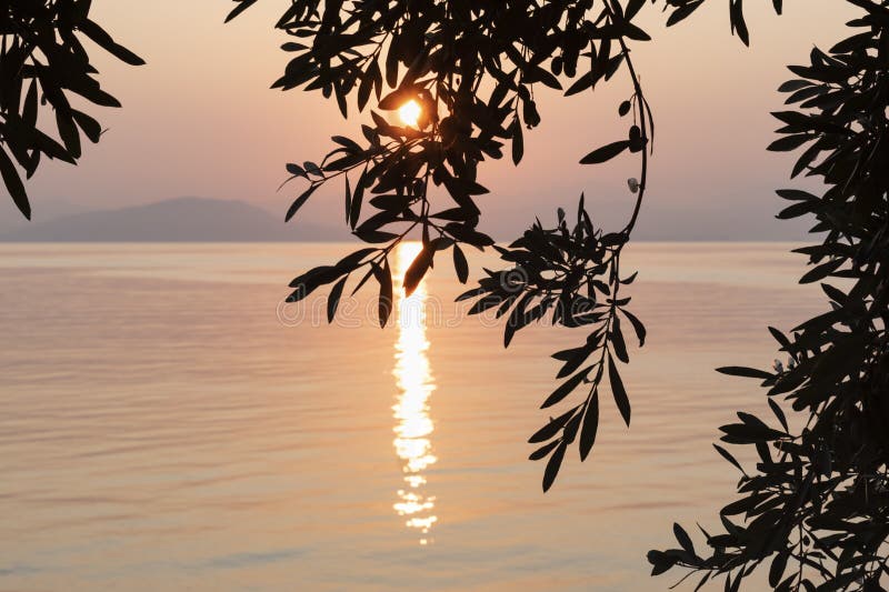 Silhouette Des Branches D Olivier Dans La Perspective De Lever De Soleil Sur La Mer L Espace Pour L Ile De Corfou De Texte La Gre Photo Stock Image Du Nature Vacances