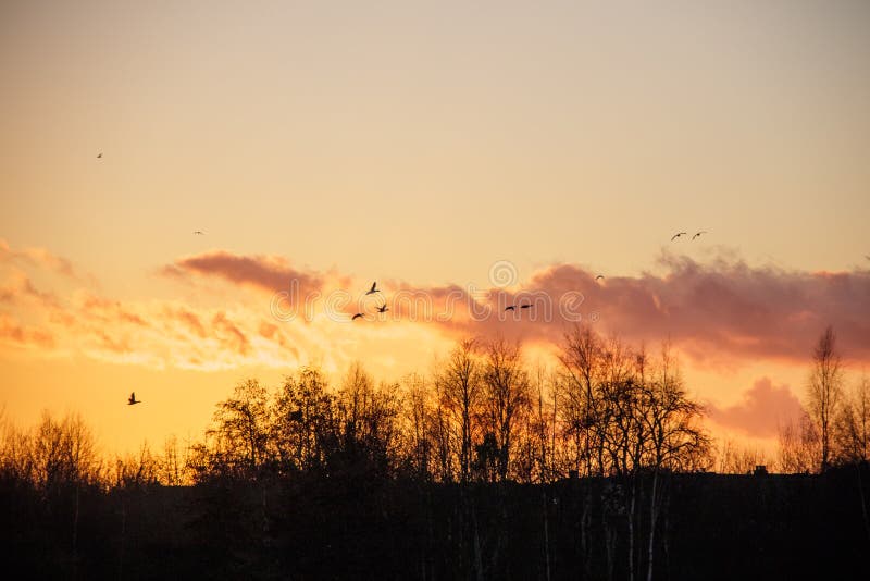 Silhouette des oies des oiseaux sauvages d'oiseaux volant au perchoir au coucher du soleil photo stock Silhouette des oies des oiseaux sauvages d'oiseaux volant au perchoir au coucher du soleil photo stock
