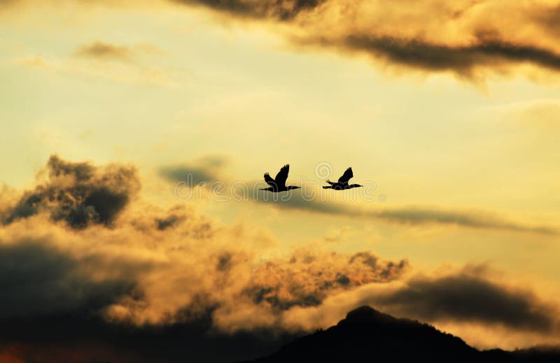 Silhouette des oiseaux volant à la maison en nuages de tempête foncés image libre de droits Silhouette des oiseaux volant à la maison en nuages de tempête foncés image libre de droits