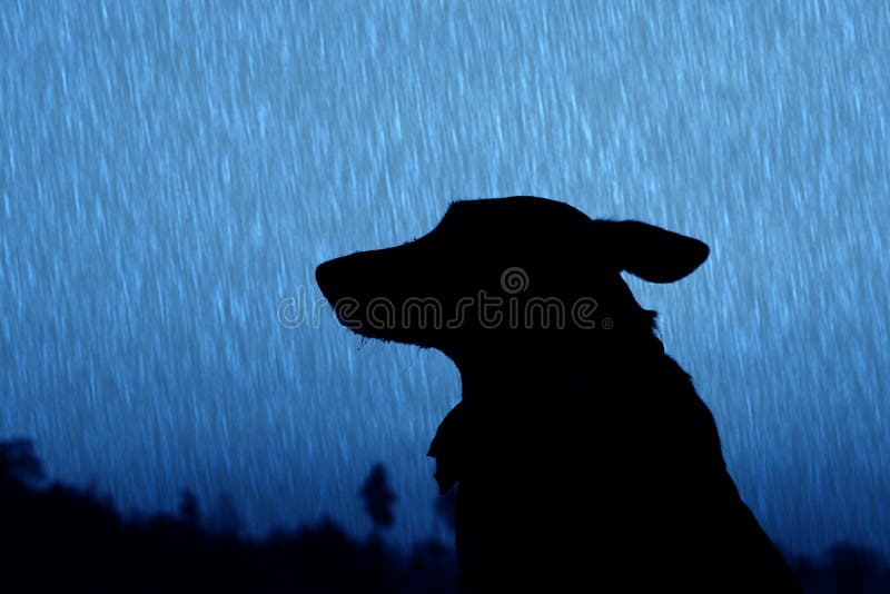 Silhouette of the dog on the street stock photography