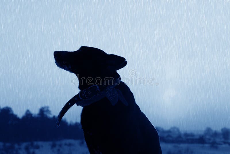 Silhouette of the dog on the street royalty free stock image
