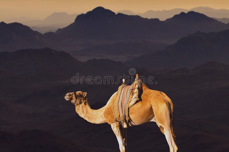 Silhouette dromedar camel on the background of the mountain of St. Moses, Egypt, Sinai