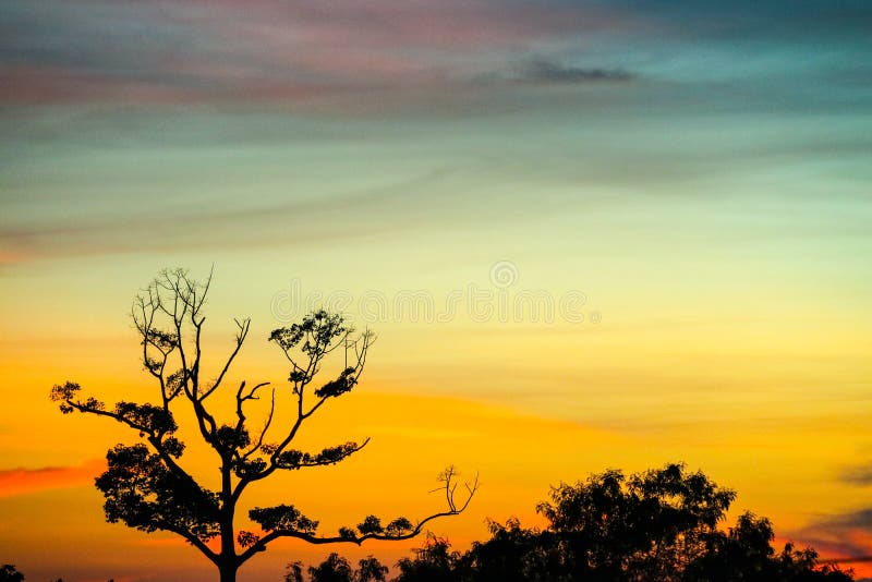 Silhouette dry branch tree orange sunset sky