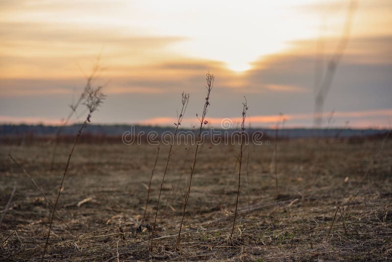 Silhouette of dry grass in the sunset light. dried flowers stock photo Silhouette of dry grass in the sunset light. dried flowers stock photo