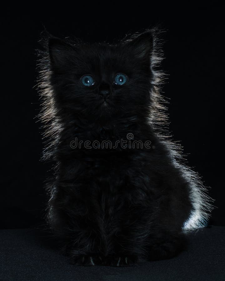 Silhouette eines 8 Wochen alten schwarzen Kätzchens (männlich). stockfotografie