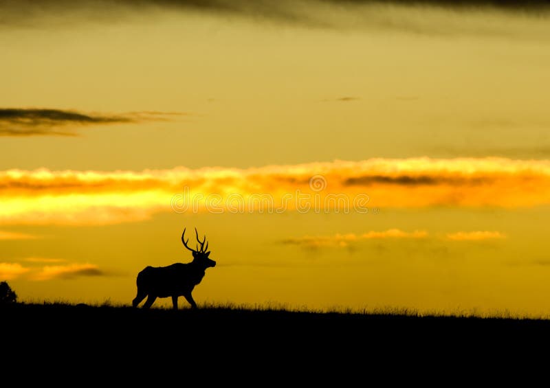 Silhouette of Elk with copyspace